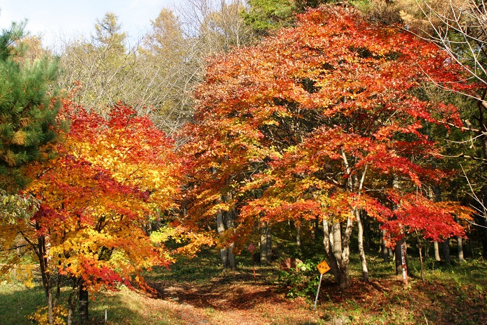 九戸村森林公園