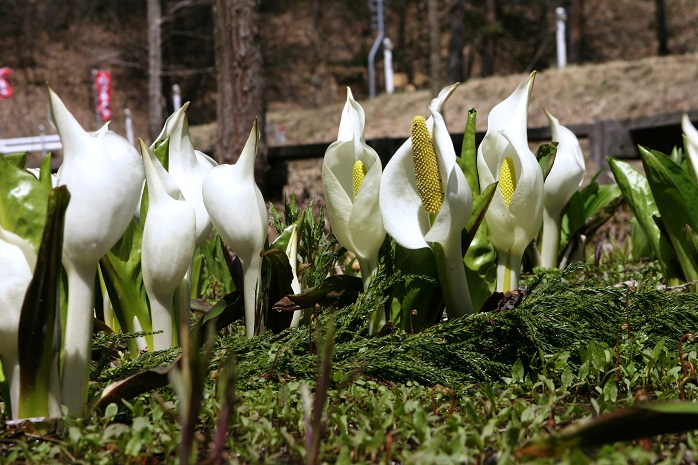 戸井良沢水芭蕉公園