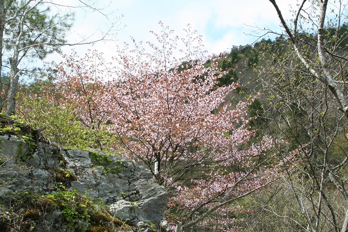 岩割桜（折爪岳）